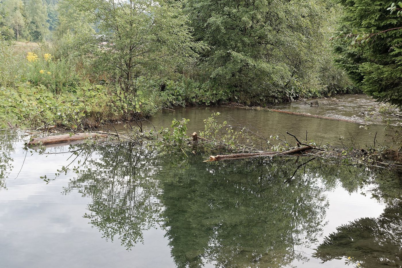 A beaver dam on a river in Devon.
