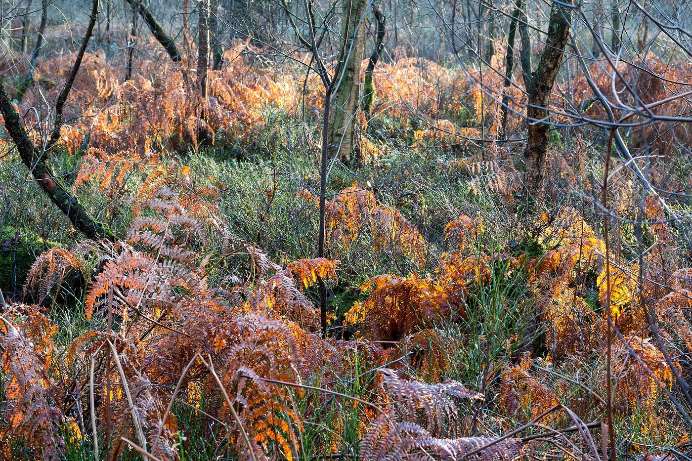 Blanket bog covers about 10% of Britain’s land area, more than any other European country.
