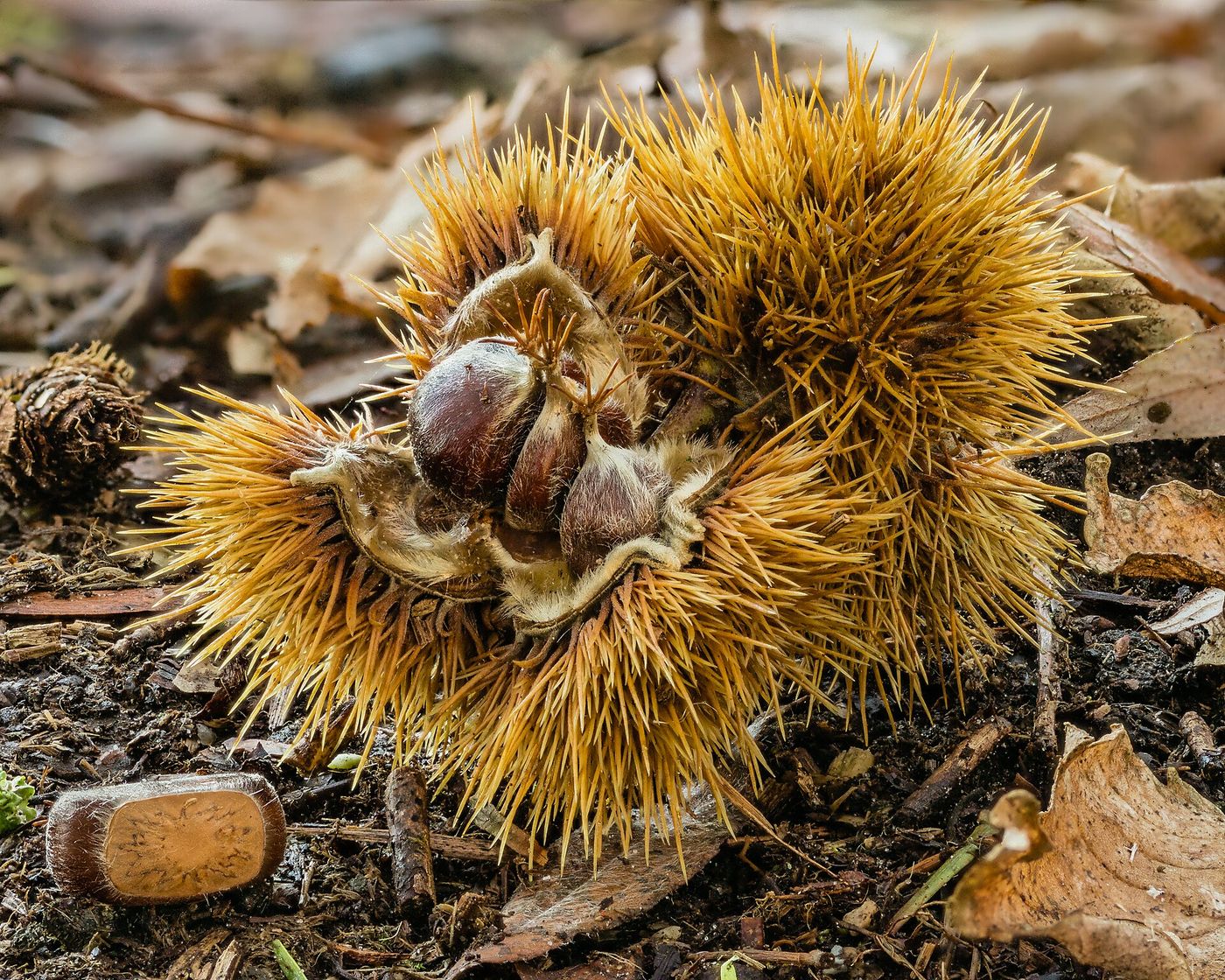 Sweet chestnuts fall from early October; the largest varieties can weigh 20g each.