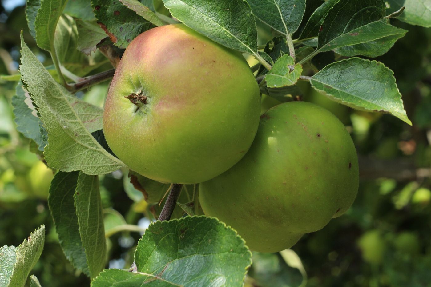 Bramley apple trees in an orchard near Loughgall, County Armagh, where picking began in late September.