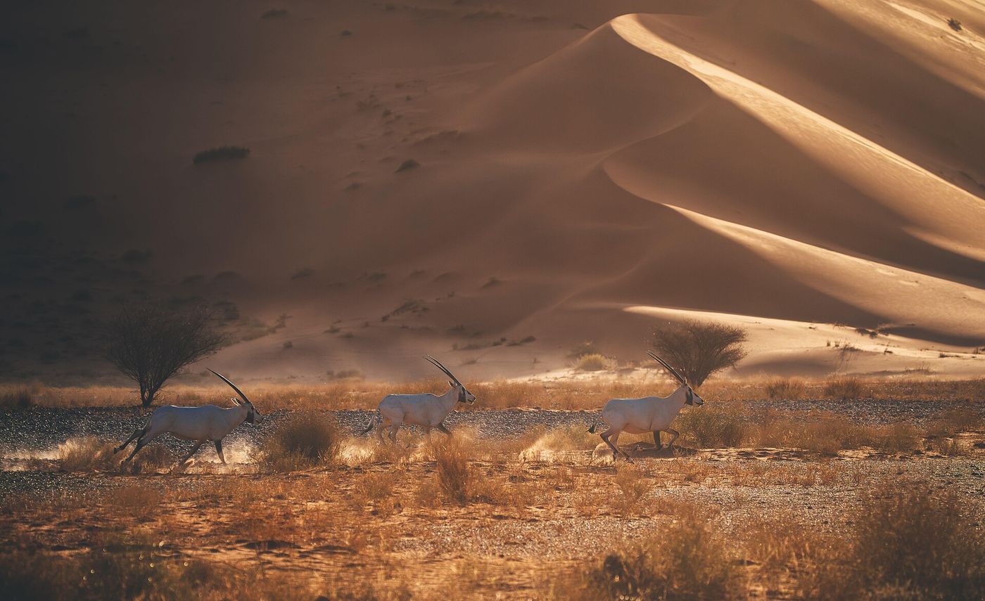 Construction cranes in the desert in north-western Saudi Arabia.