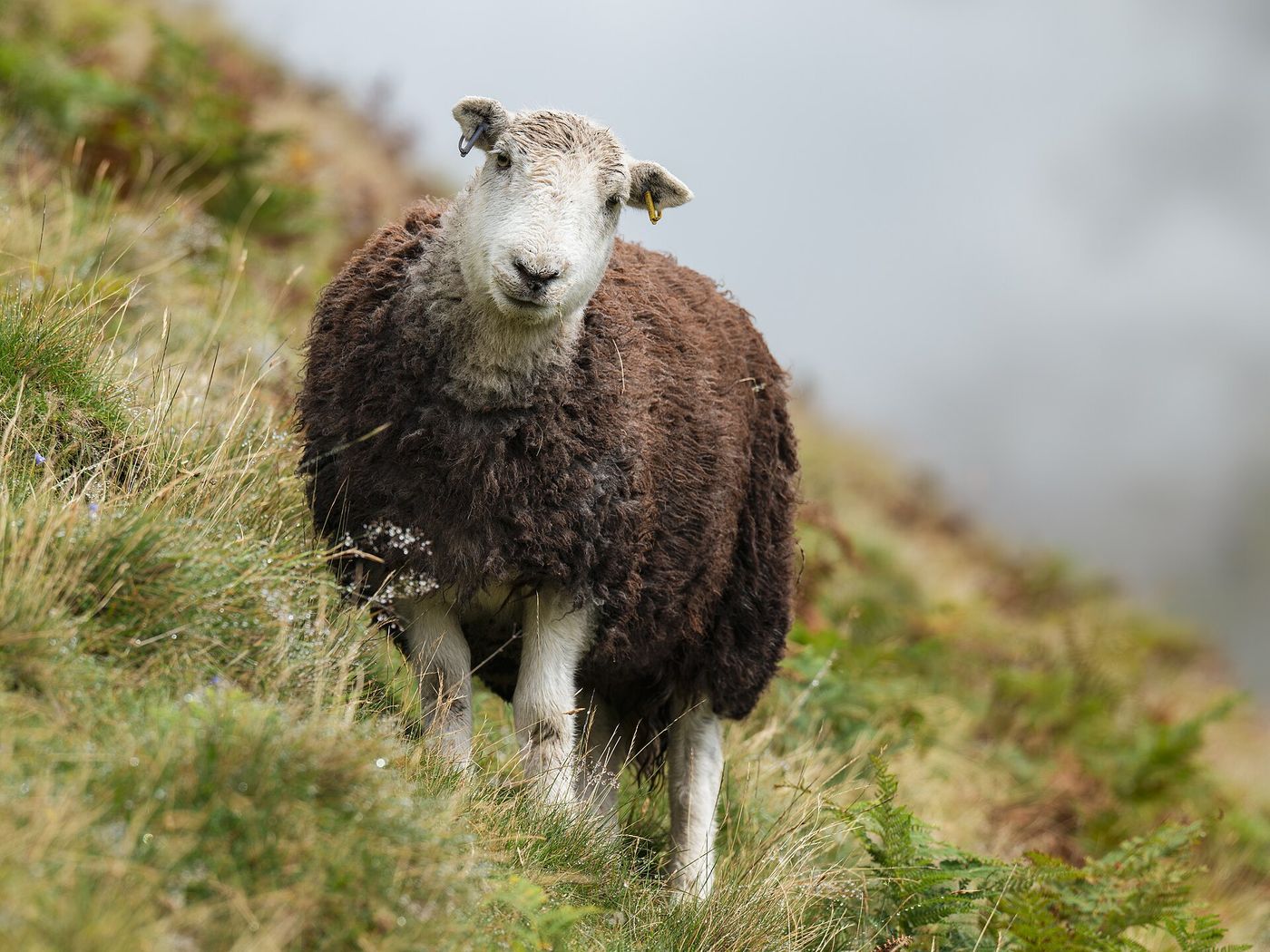 Herdwick sheep on a Cumbrian fellside; A Hundred Weathers was filmed over 14 months above Buttermere.